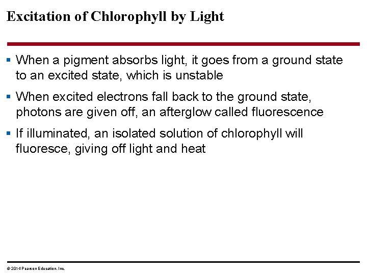 Excitation of Chlorophyll by Light § When a pigment absorbs light, it goes from