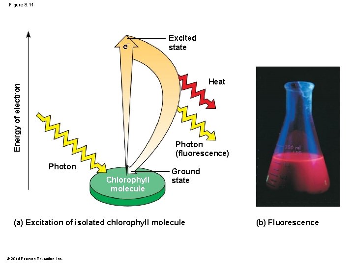 Figure 8. 11 e − Excited state Energy of electron Heat Photon (fluorescence) Photon