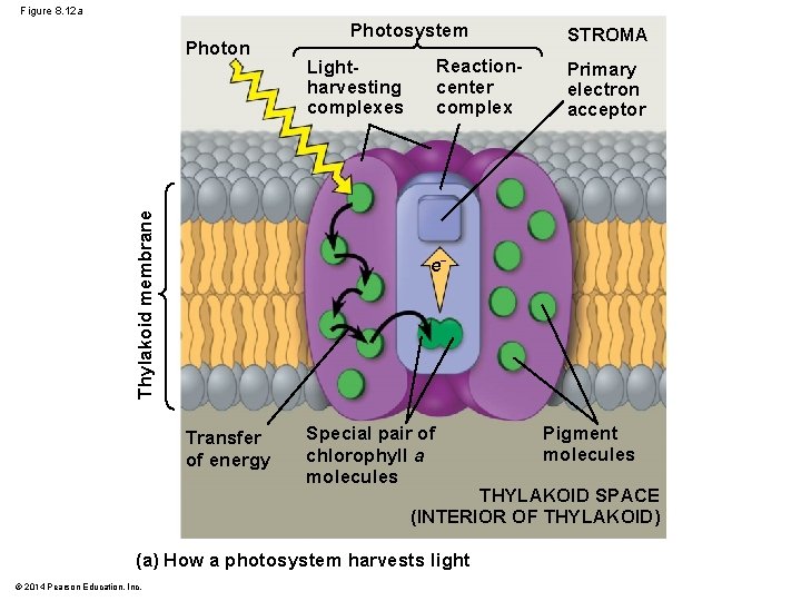 Figure 8. 12 a Thylakoid membrane Photon Photosystem Reactioncenter complex Lightharvesting complexes STROMA Primary