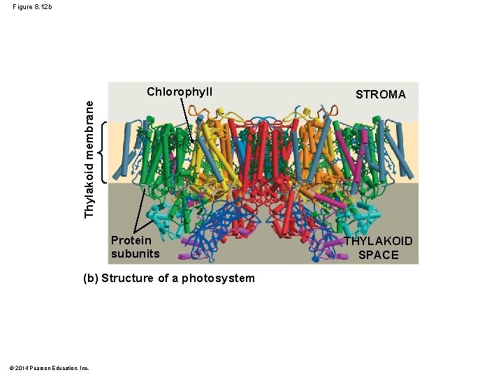 Figure 8. 12 b Thylakoid membrane Chlorophyll Protein subunits (b) Structure of a photosystem