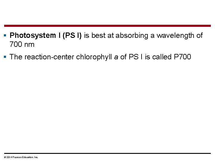§ Photosystem I (PS I) is best at absorbing a wavelength of 700 nm