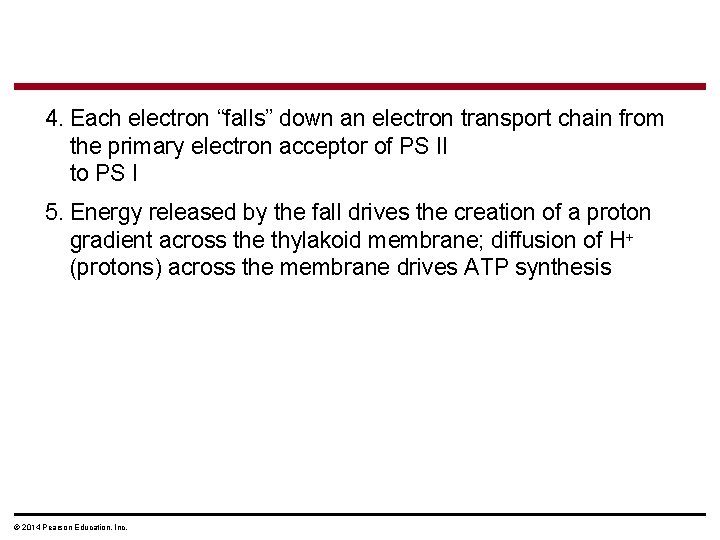 4. Each electron “falls” down an electron transport chain from the primary electron acceptor