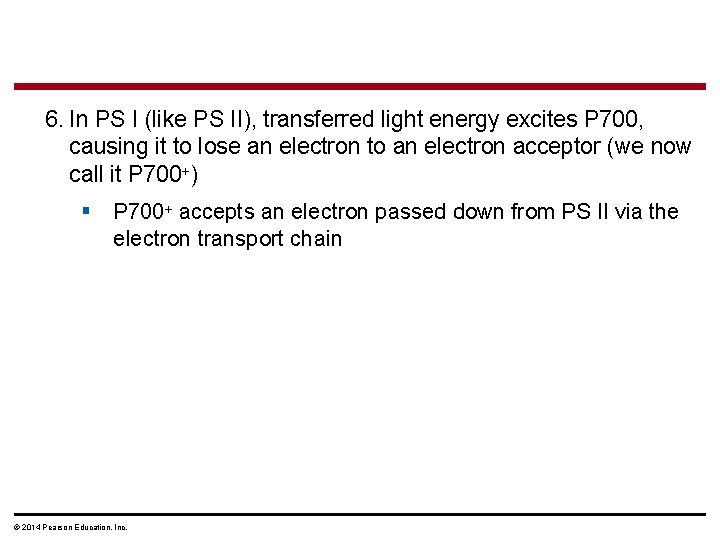 6. In PS I (like PS II), transferred light energy excites P 700, causing