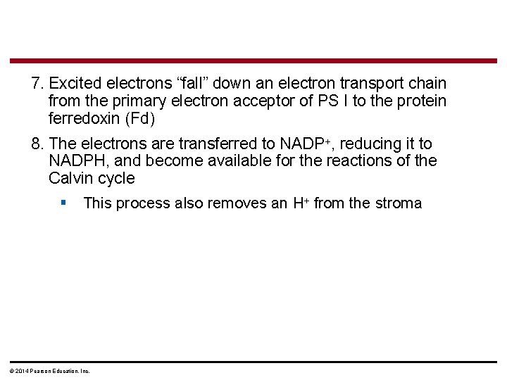 7. Excited electrons “fall” down an electron transport chain from the primary electron acceptor