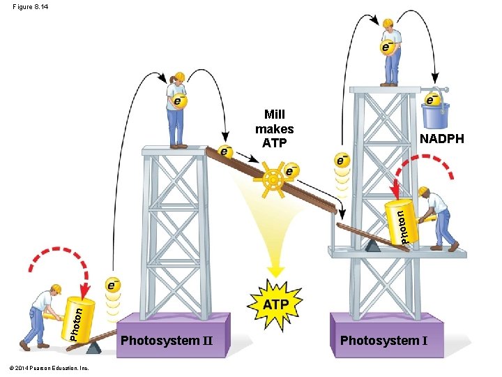Figure 8. 14 Mill makes ATP Photon Photo n NADPH © 2014 Pearson Education,