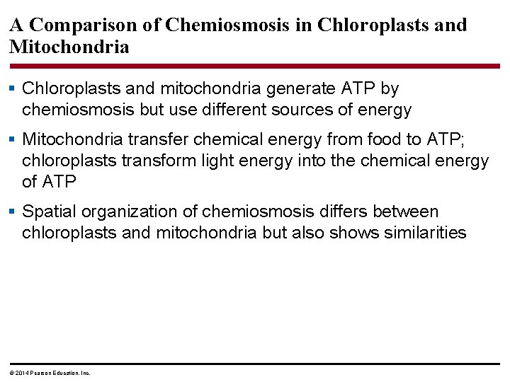 A Comparison of Chemiosmosis in Chloroplasts and Mitochondria § Chloroplasts and mitochondria generate ATP