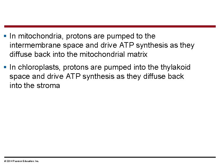§ In mitochondria, protons are pumped to the intermembrane space and drive ATP synthesis