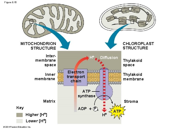 Figure 8. 15 CHLOROPLAST STRUCTURE MITOCHONDRION STRUCTURE Intermembrane space Inner membrane H Diffusion Electron