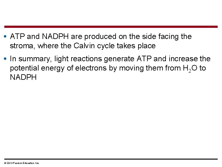 § ATP and NADPH are produced on the side facing the stroma, where the