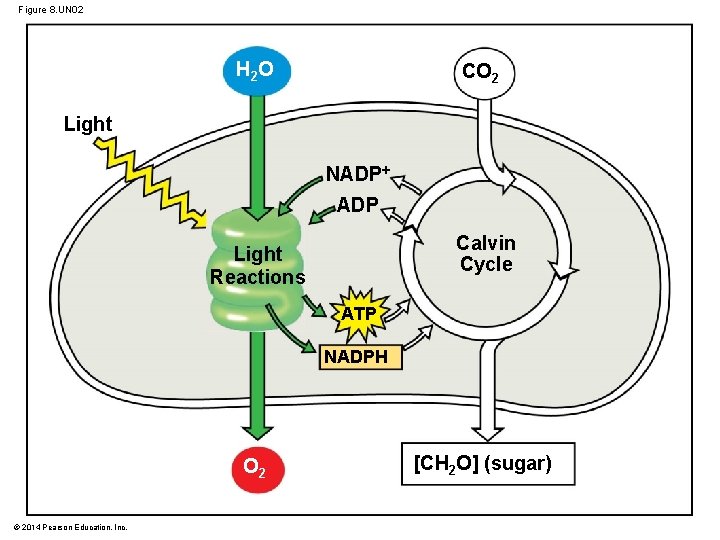 Figure 8. UN 02 H 2 O CO 2 Light NADP Calvin Cycle Light