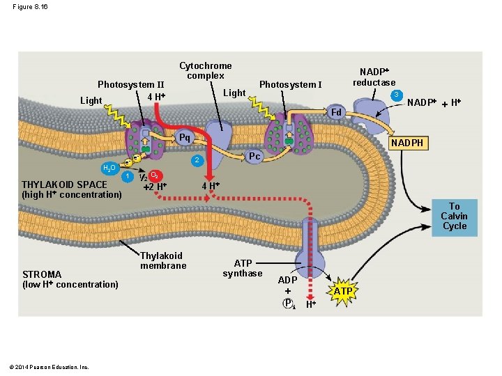 Figure 8. 16 Photosystem II 4 H Light Cytochrome complex Light NADP reductase Photosystem