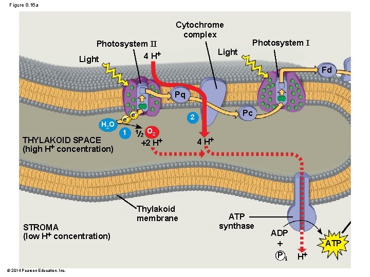 Figure 8. 16 a Cytochrome complex Photosystem II Light 4 H Light Photosystem I