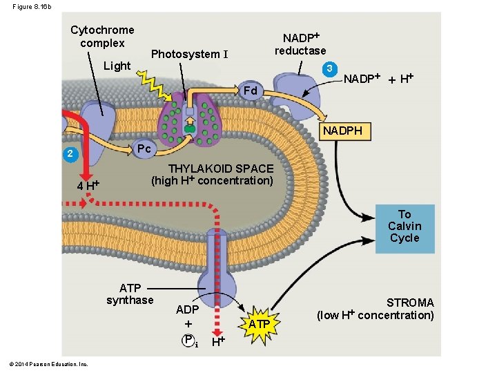 Figure 8. 16 b Cytochrome complex Light NADP reductase Photosystem I 3 Fd NADP