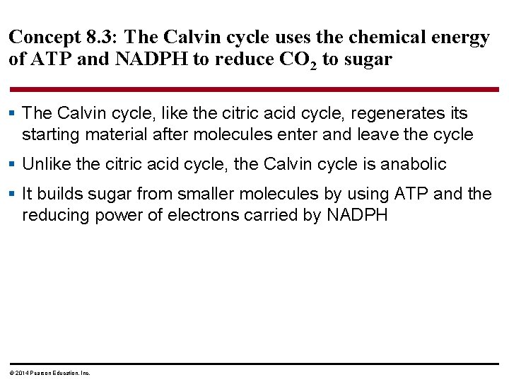 Concept 8. 3: The Calvin cycle uses the chemical energy of ATP and NADPH