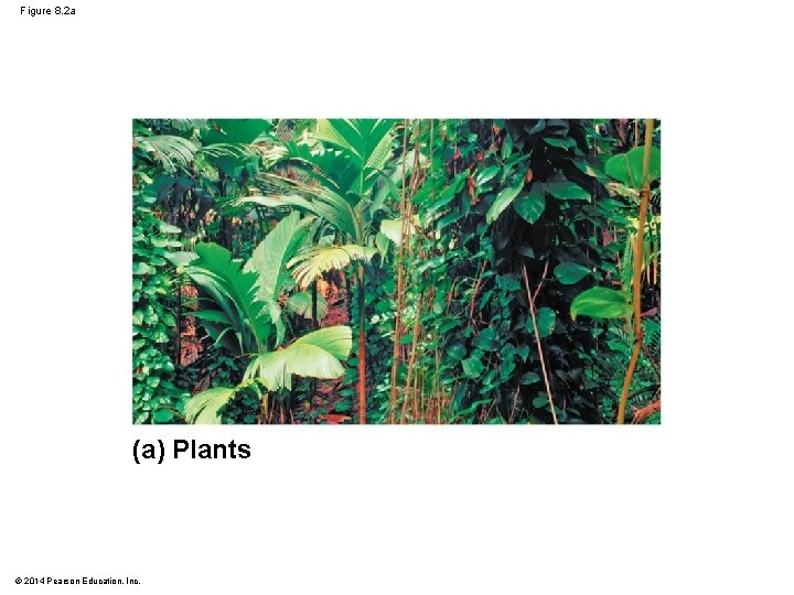 Figure 8. 2 a (a) Plants © 2014 Pearson Education, Inc. 