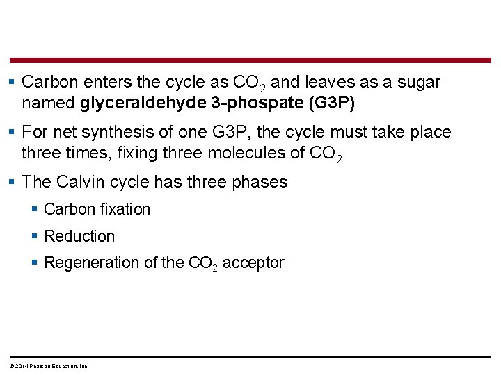 § Carbon enters the cycle as CO 2 and leaves as a sugar named