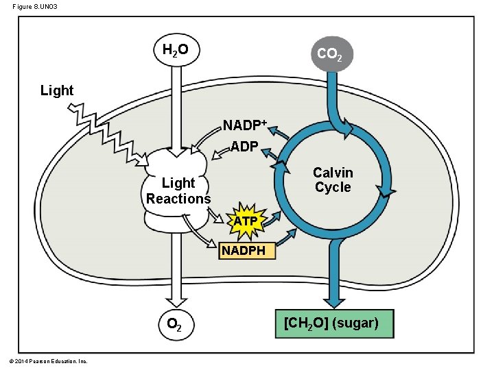 Figure 8. UN 03 H 2 O CO 2 Light NADP Calvin Cycle Light