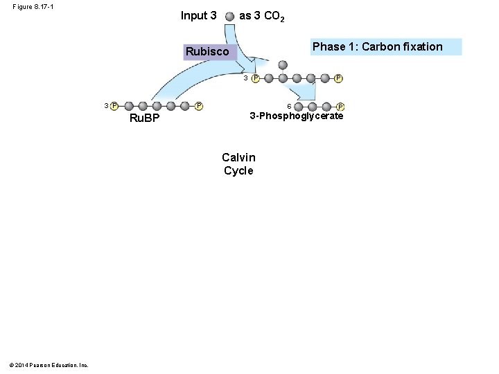 Figure 8. 17 -1 as 3 CO 2 Input 3 Phase 1: Carbon fixation