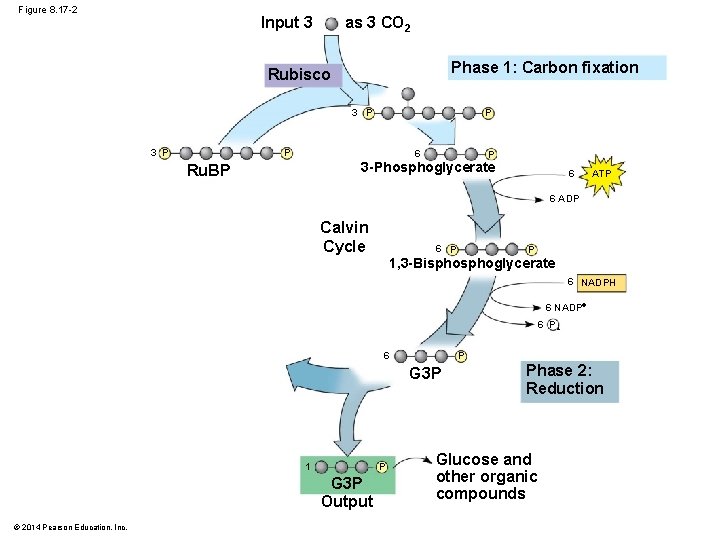 Figure 8. 17 -2 as 3 CO 2 Input 3 Phase 1: Carbon fixation