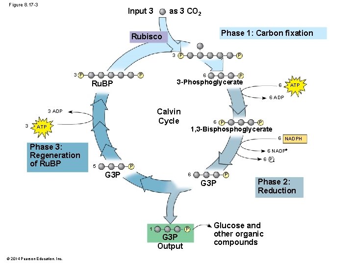 Figure 8. 17 -3 as 3 CO 2 Input 3 Phase 1: Carbon fixation