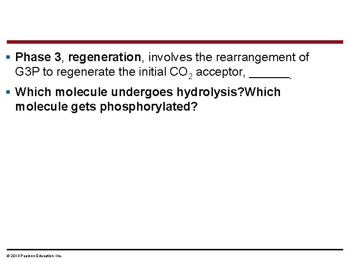 § Phase 3, regeneration, involves the rearrangement of G 3 P to regenerate the