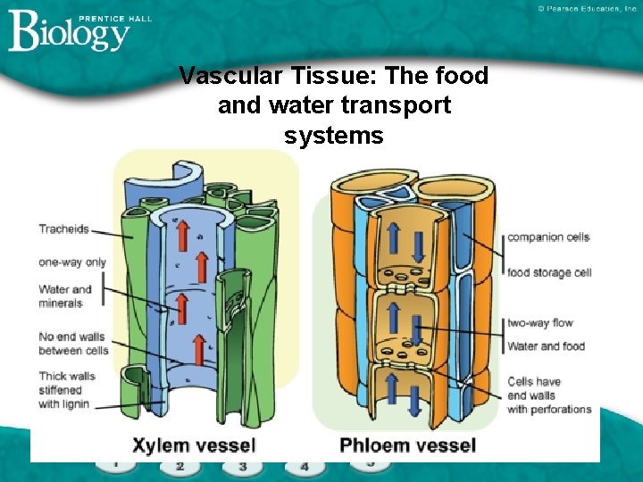 Vascular Tissue: The food and water transport systems 