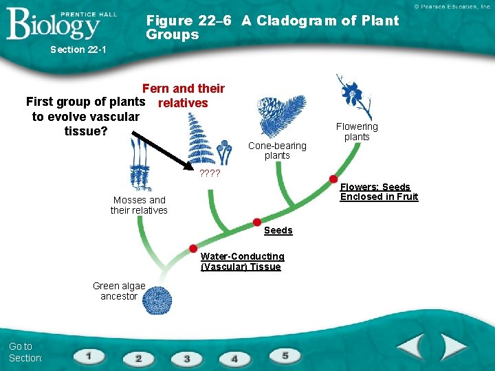 Figure 22– 6 A Cladogram of Plant Groups Section 22 -1 Fern and their