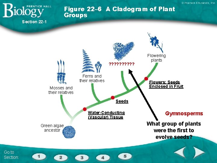 Figure 22– 6 A Cladogram of Plant Groups Section 22 -1 ? ? ?