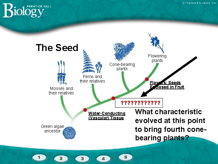 The Seed Cone-bearing plants Ferns and their relatives Flowering plants Flowers; Seeds Enclosed in