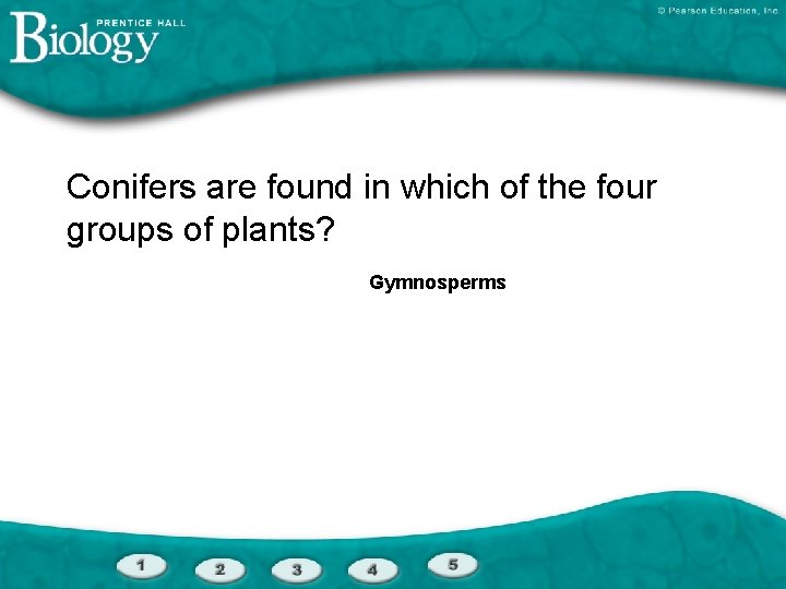 Conifers are found in which of the four groups of plants? Gymnosperms 