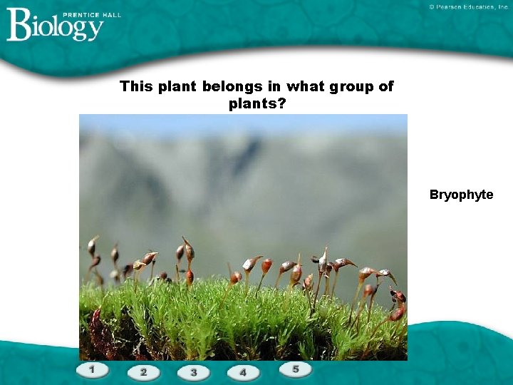 This plant belongs in what group of plants? Bryophyte 