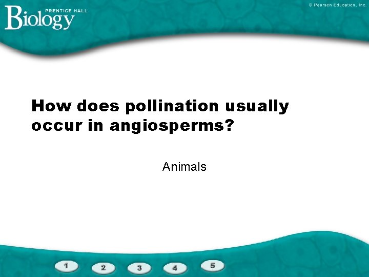 How does pollination usually occur in angiosperms? Animals 