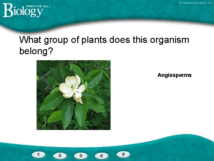 What group of plants does this organism belong? Angiosperms 