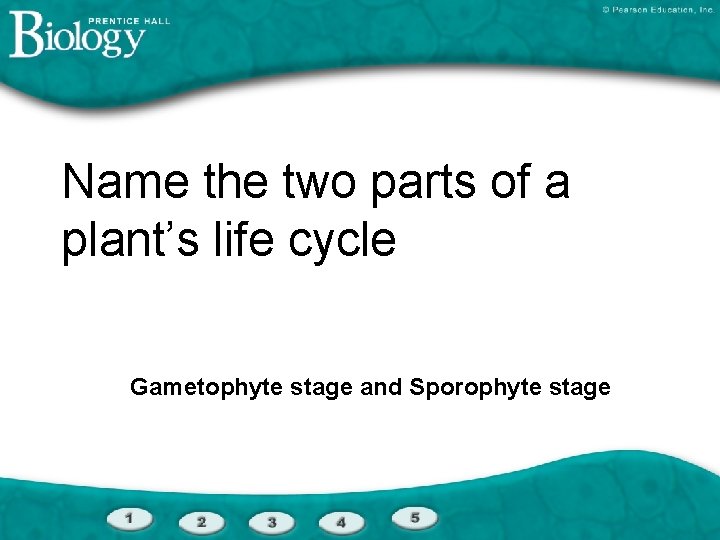 Name the two parts of a plant’s life cycle Gametophyte stage and Sporophyte stage