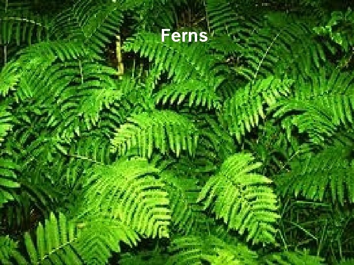 Ferns 