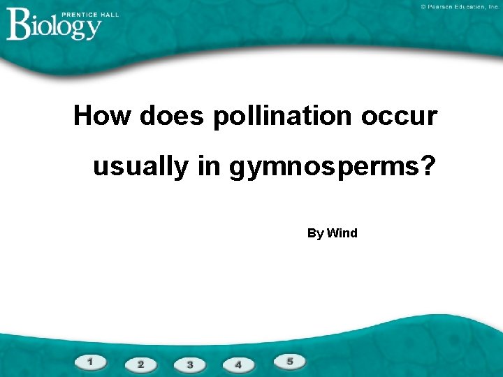 How does pollination occur usually in gymnosperms? By Wind 