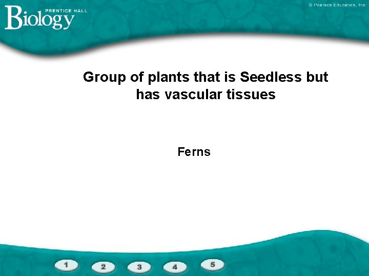 Group of plants that is Seedless but has vascular tissues Ferns 