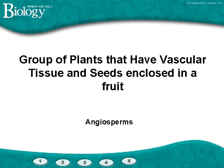 Group of Plants that Have Vascular Tissue and Seeds enclosed in a fruit Angiosperms