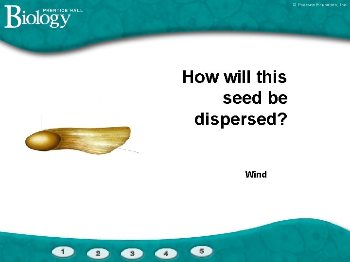 How will this seed be dispersed? Wind 