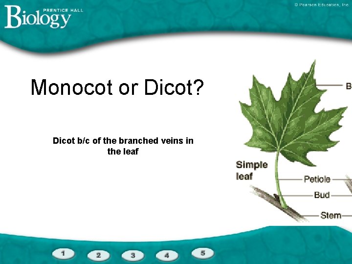 Monocot or Dicot? Dicot b/c of the branched veins in the leaf 