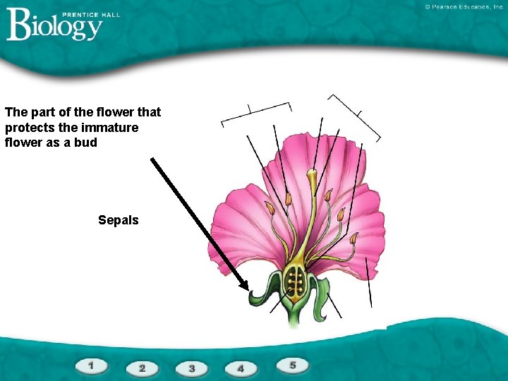 The part of the flower that protects the immature flower as a bud Sepals