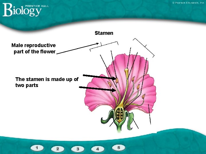 Stamen Male reproductive part of the flower The stamen is made up of two