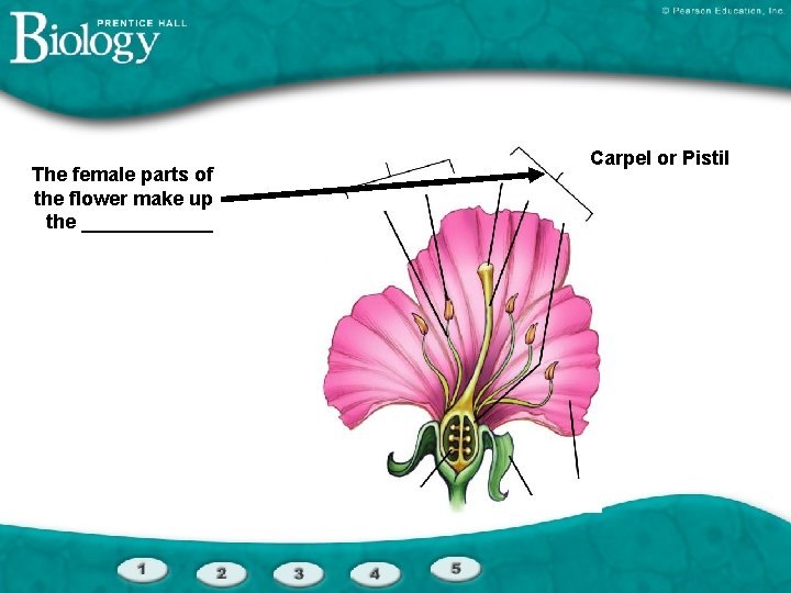 The female parts of the flower make up the ______ Carpel or Pistil 