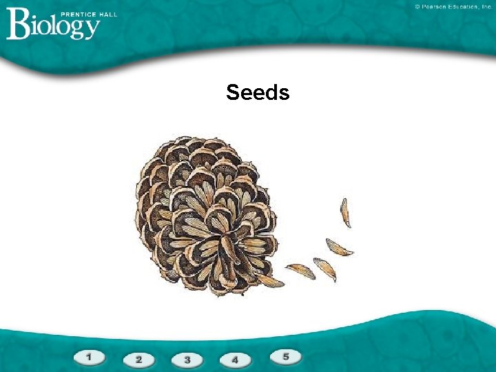 Seeds 