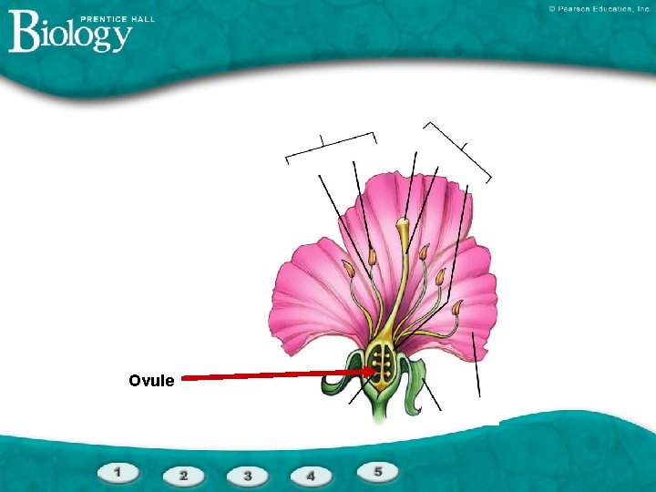 Ovule 