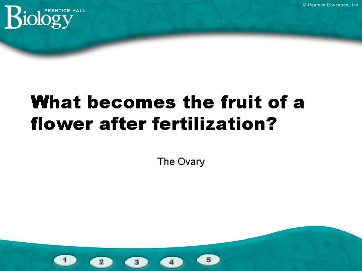 What becomes the fruit of a flower after fertilization? The Ovary 