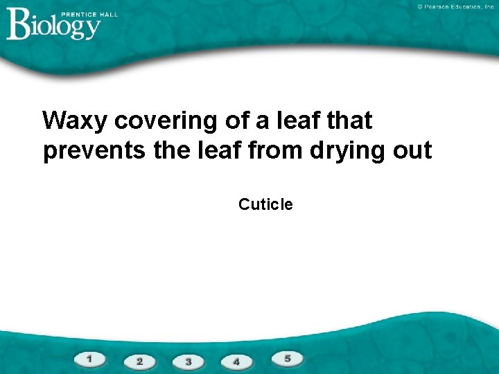 Waxy covering of a leaf that prevents the leaf from drying out Cuticle 