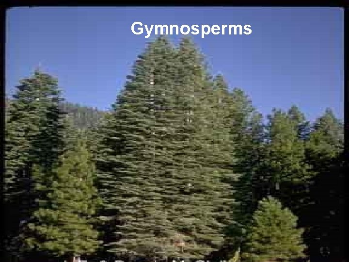 Gymnosperms 