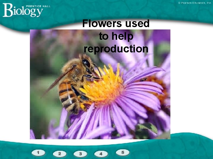 Flowers used to help reproduction 