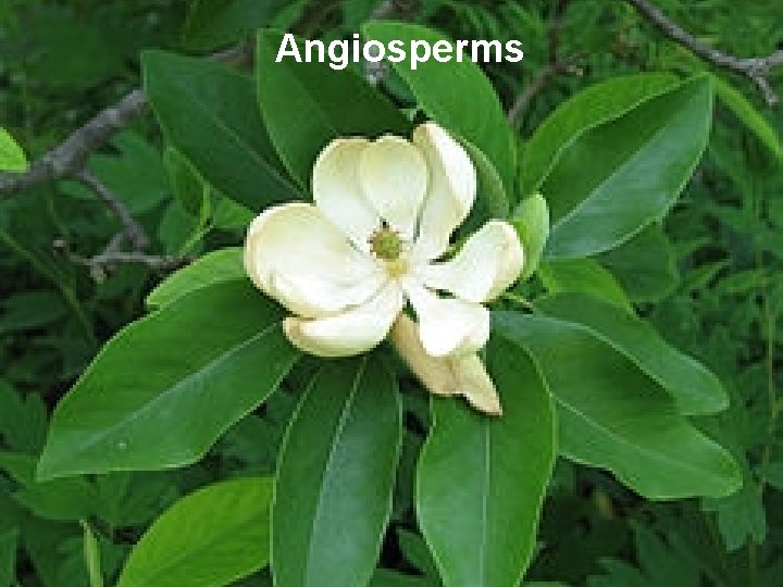 Angiosperms 